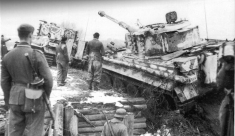 Tiger pulled out of a ditch 