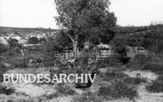 Operation Eilbote : Tiger 121 concealed under a tree 