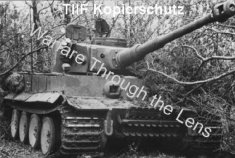 Thumbnail image: Tiger 322 in woods
