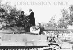 Thumbnail image: Tiger 131 in an olive grove
