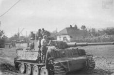 Thumbnail image: Tiger 331