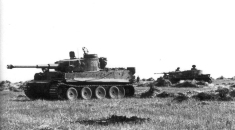 Thumbnail image: Tiger 331 in a field