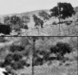 Trees that appear in both photos